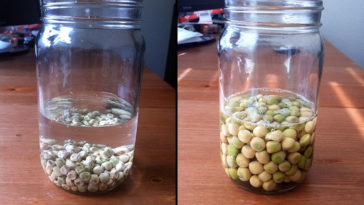 Do I soak squash seeds before planting?