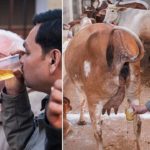 Do Indian spices have cow urine?