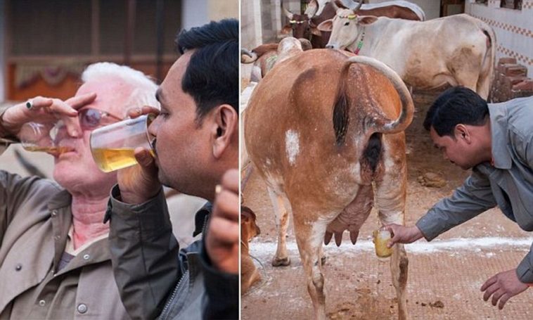 Do Indian spices have cow urine?
