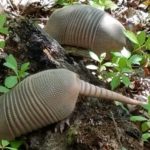 Do armadillos kill snakes?