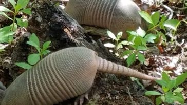Do armadillos kill snakes?
