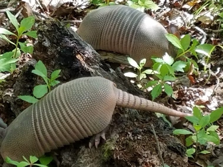Do armadillos kill snakes?