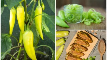 Do banana peppers need to be peeled?