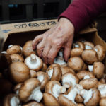 Do beets go bad in the fridge?