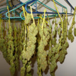 Do buds tighten up when drying?