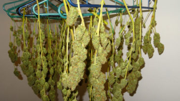 Do buds tighten up when drying?