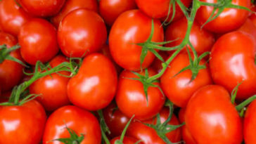 Do cherry tomatoes help you lose weight?