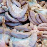 Do chitlins have poop in them?