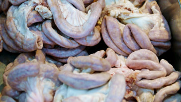 Do chitlins have poop in them?