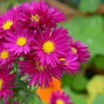 Do chives come back every year?