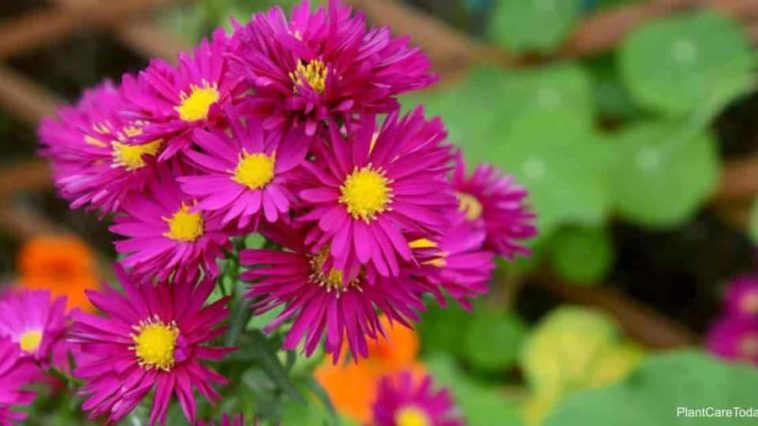 Do chives come back every year?