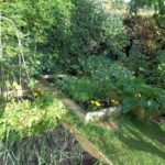 Do chives like sun or shade?