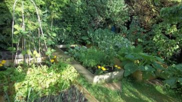 Do chives like sun or shade?