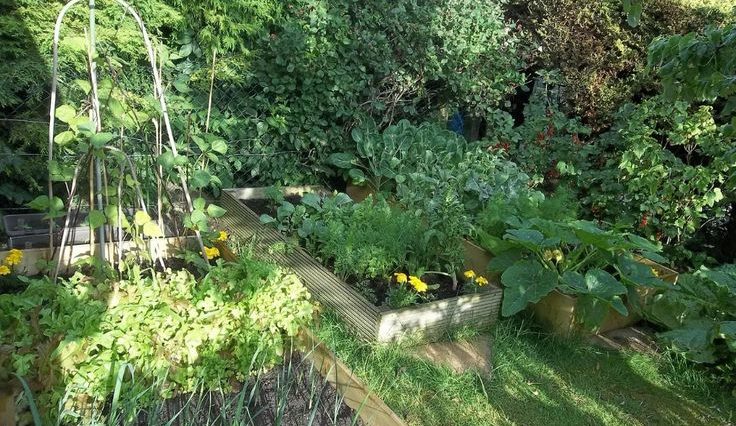 Do chives like sun or shade?