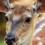 Do deer have Ribeyes?