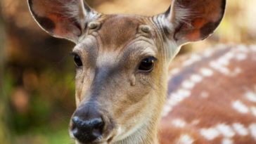 Do deer have Ribeyes?