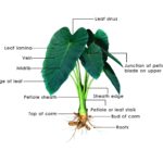 Do elephant ear bulbs multiply?