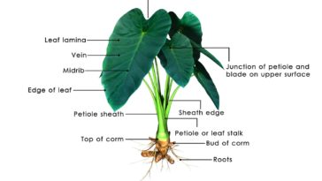 Do elephant ear bulbs multiply?