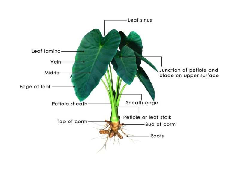 Do elephant ear bulbs multiply?