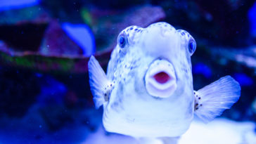 Do fish have feelings?