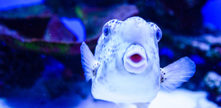 Do fish have feelings?