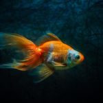 Do goldfish need darkness to sleep?