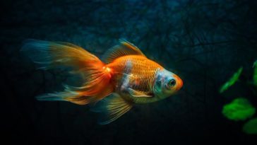 Do goldfish need darkness to sleep?