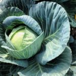 Do green onions come back every year?