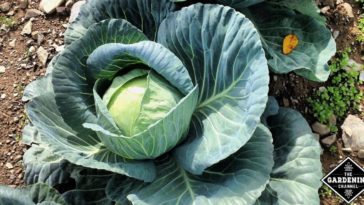 Do green onions come back every year?