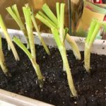 Do green onions grow better in water or soil?