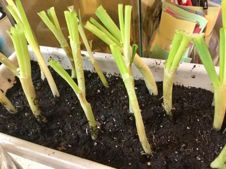 Do green onions grow better in water or soil?