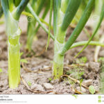 Do green onions multiply?