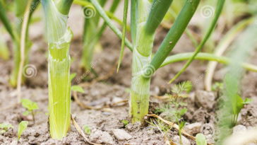 Do green onions multiply?