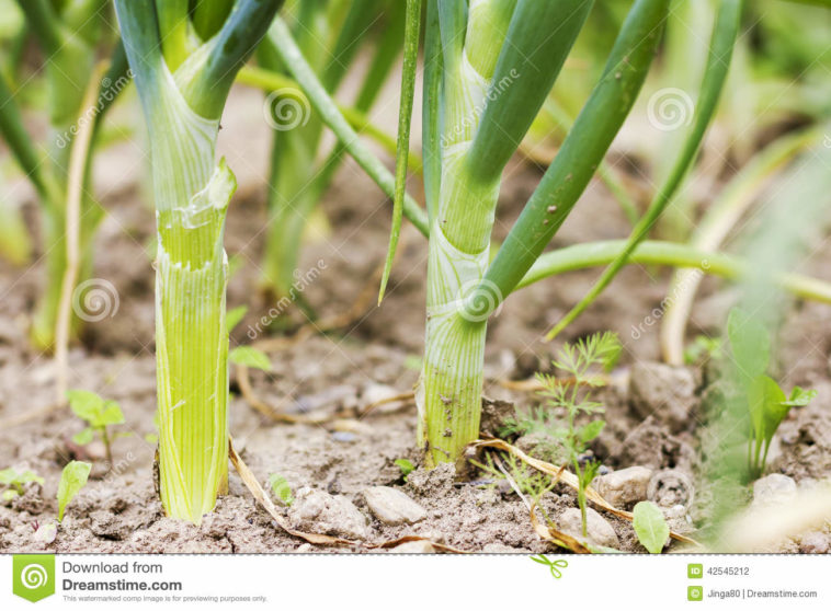 Do green onions multiply?