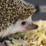 Do hedgehogs bite?