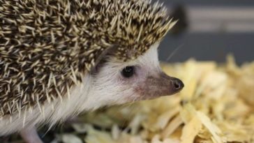 Do hedgehogs bite?