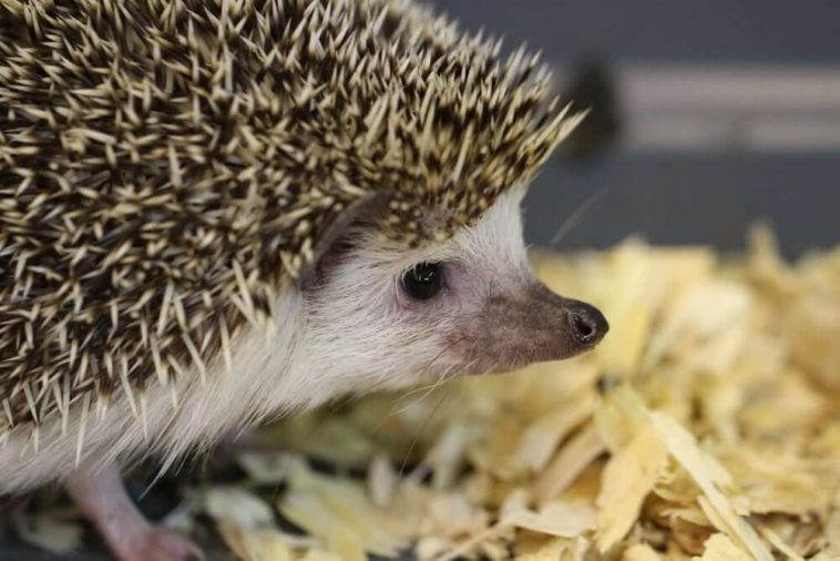 Do hedgehogs bite?
