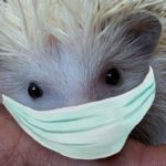 Do hedgehogs carry diseases harmful to humans?