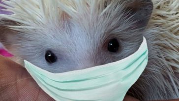 Do hedgehogs carry diseases harmful to humans?