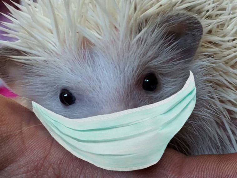 Do hedgehogs carry diseases harmful to humans?