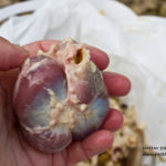 Do humans have a gizzard?