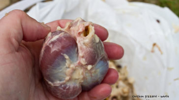 Do humans have a gizzard?