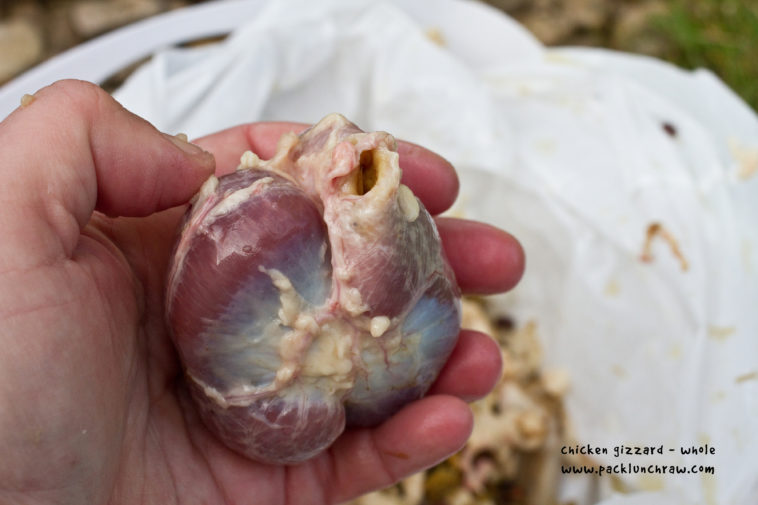 Do humans have a gizzard?