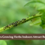 Do indoor herb gardens attract bugs?