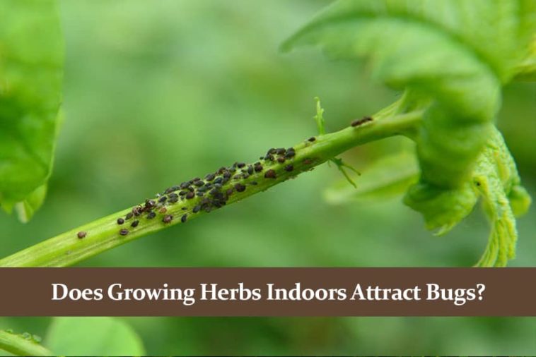 Do indoor herb gardens attract bugs?