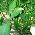 Do jalapenos grow back?