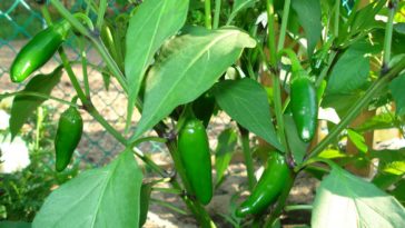 Do jalapenos grow back?