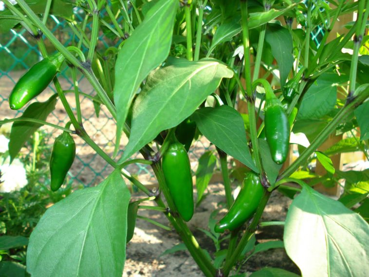 Do jalapenos grow back?