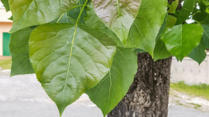 Do morels grow in the same place every year?