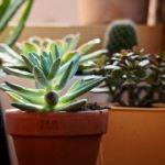 Do onions need direct sunlight?